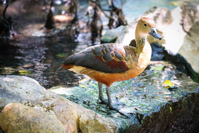 Close-up of bird perching on rock