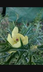 Close-up of flowers