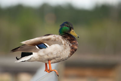 Close-up of bird perching on railing