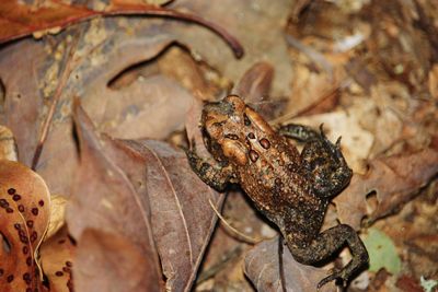 Close-up of frog on dry leaves