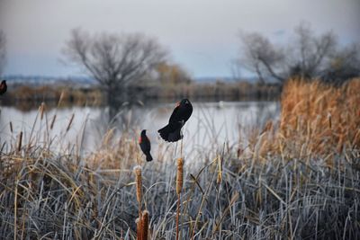 Bird flying over lake