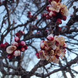 Low angle view of cherry blossom tree