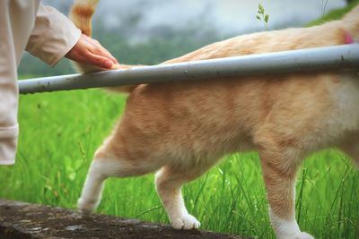 Low section of man with dog