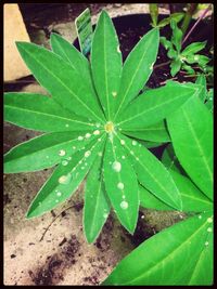 Close-up of leaves