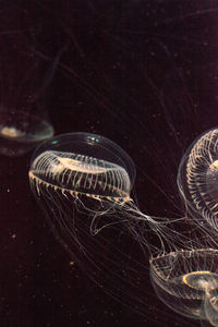 Close-up of jellyfishes swimming in sea