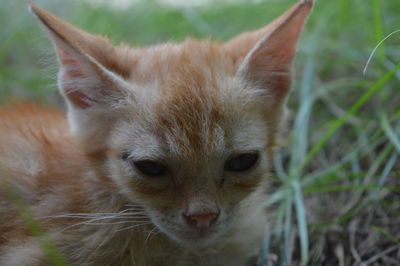 Close-up of cat on grass