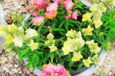 Close-up of pink flowers