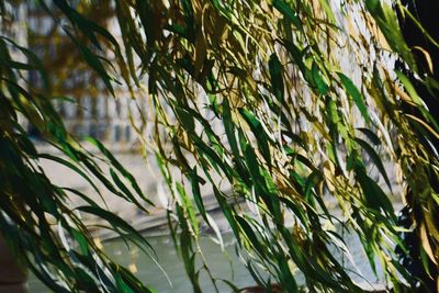 Close-up of plants against blurred background