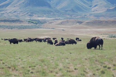 Cows grazing on grassy field