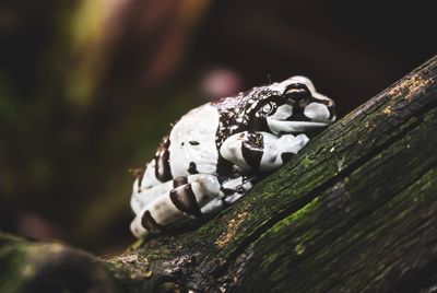 Close-up of snake on tree trunk