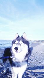 Portrait of dog on snow covered sea against sky