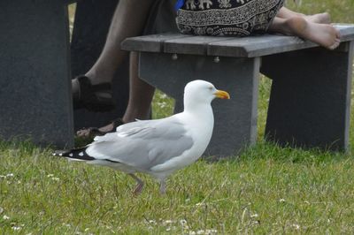 Side view of seagull on field