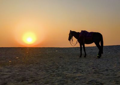 Horse standing on beach during sunset