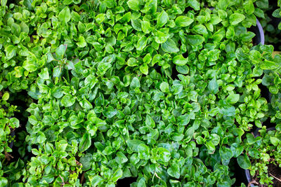 Water cress, fresh organic plant vegetables, top view.