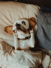 High angle view of dog resting on bed