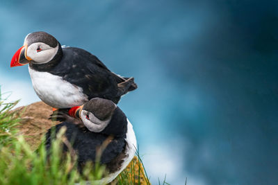 Close-up of a bird