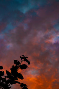 Low angle view of silhouette plant against dramatic sky