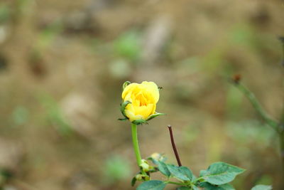 Close-up of yellow flowering plant