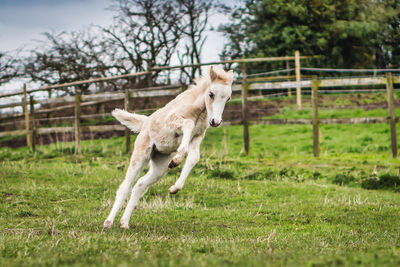 Horse standing on field