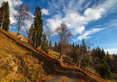 Road amidst trees against sky in rodnei mountains 