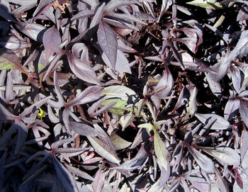 Full frame shot of dry leaves on field