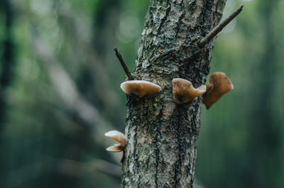 Brown mushrooms on tree trunk. autumn photo with mushrooms on tree close up. blurred background.