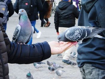 Group of people holding birds in city