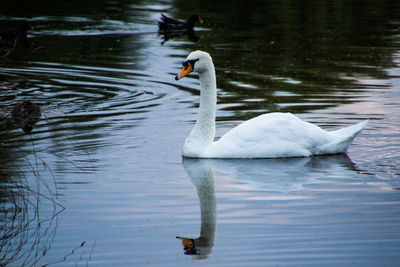 Swan swimming in lake