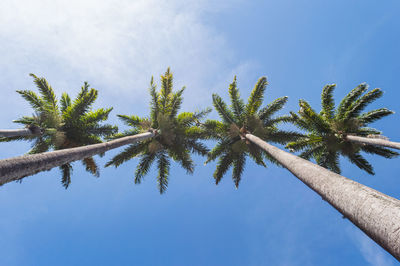 Low angle view of coconut palm tree against blue sky