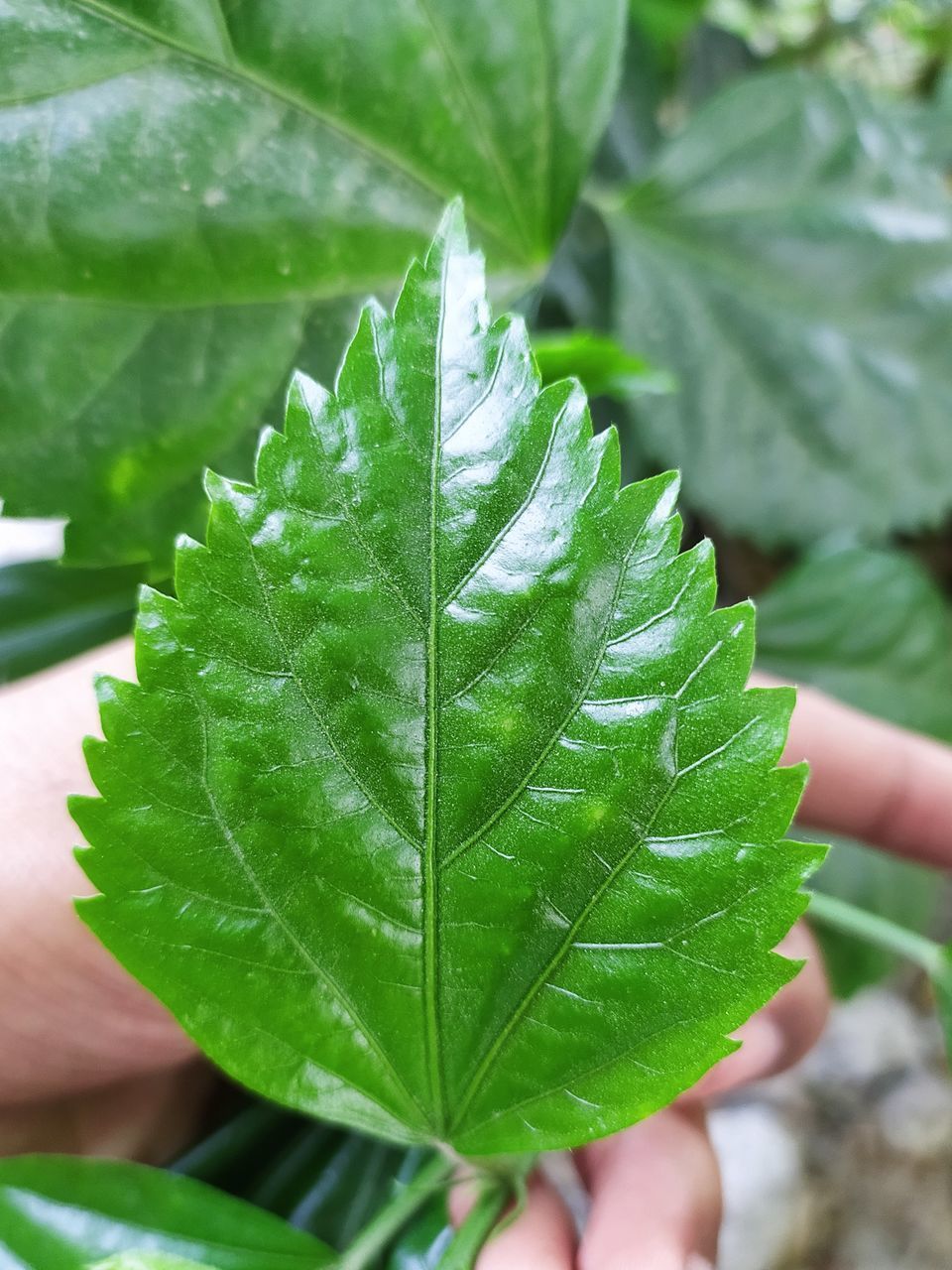 CLOSE-UP OF HAND HOLDING GREEN LEAVES