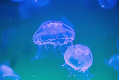 Close-up of jellyfish swimming in water