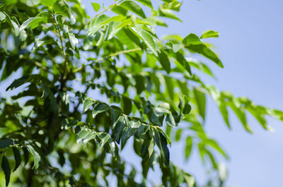 Low angle view of leaves against sky