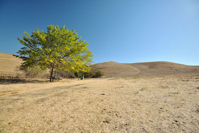 Trees on field against clear blue sky