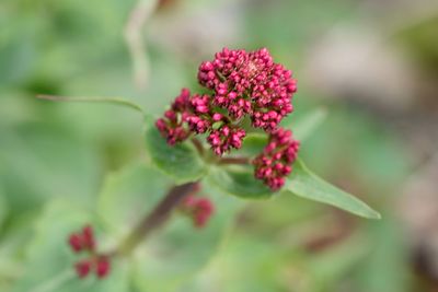 Close-up of red flower