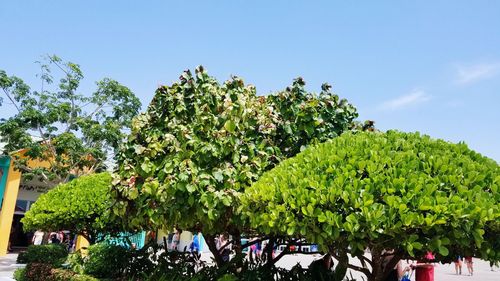 Low angle view of fresh green plants against sky