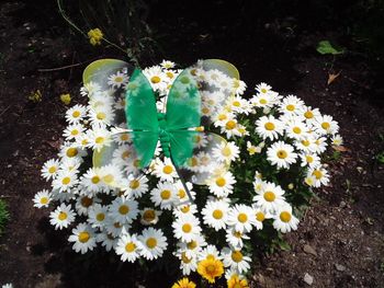 High angle view of flowers