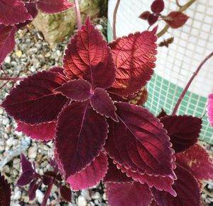 Close-up of red flower