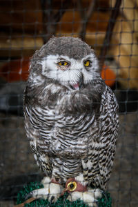 Close-up of owl perching in cage