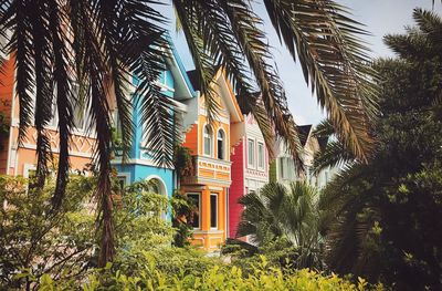 Palm trees outside house