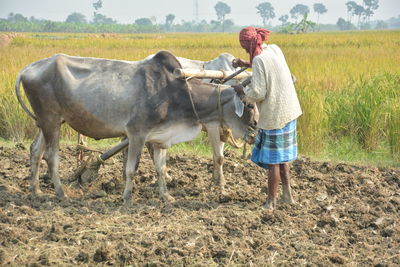 Full length of a man standing in farm