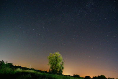 Low angle view of trees against sky at night