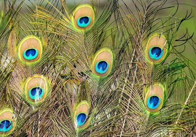 Full frame shot of peacock