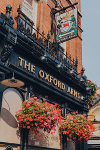 Low angle view of flowering plants against building