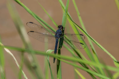 Close-up of dragonfly on plant