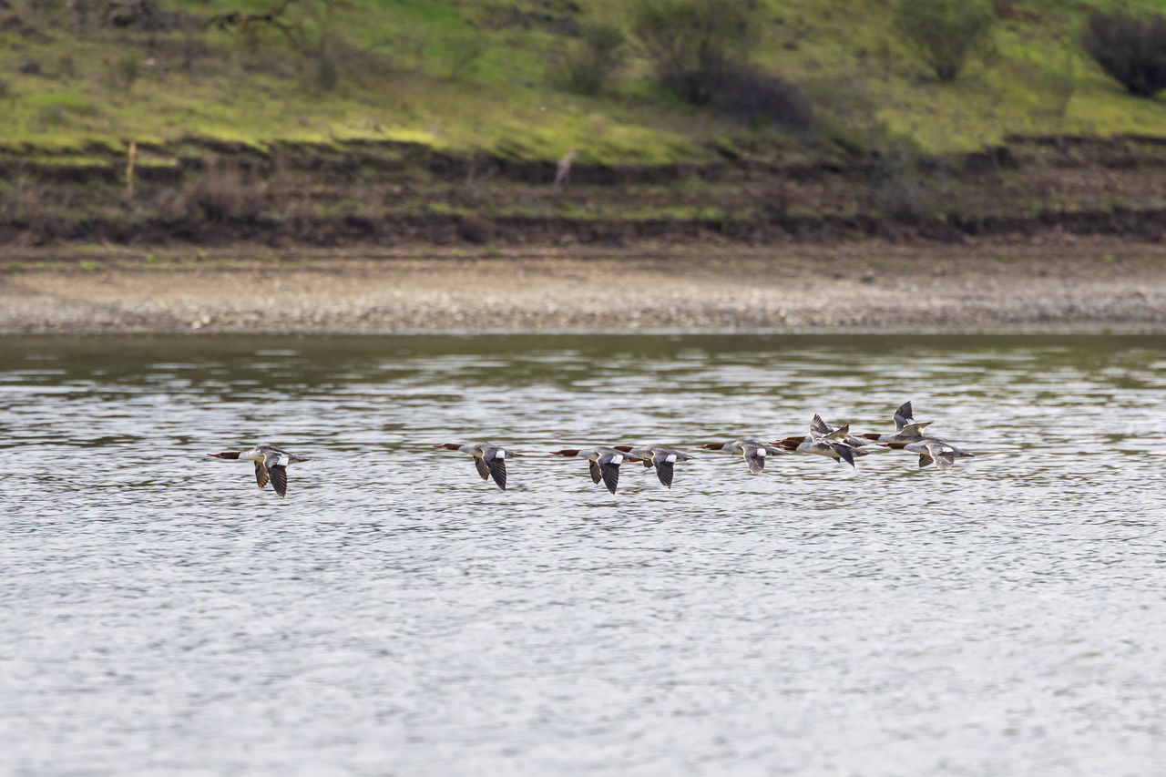 animal wildlife, animal themes, wildlife, animal, bird, group of animals, water, no people, large group of animals, water bird, nature, duck, beauty in nature, lake, day, environment, outdoors, wetland, travel destinations