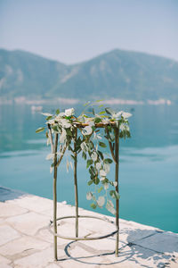 Plant by lake against mountain