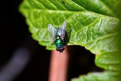 Close-up of insect on leaf