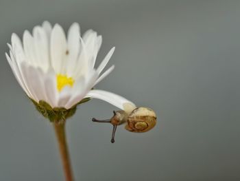 Close-up of snail hanging on flower petal