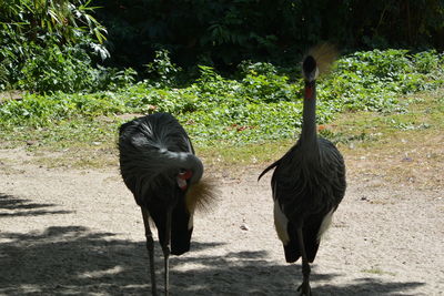 View of two birds on field