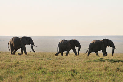 Elephants on landscape against sky